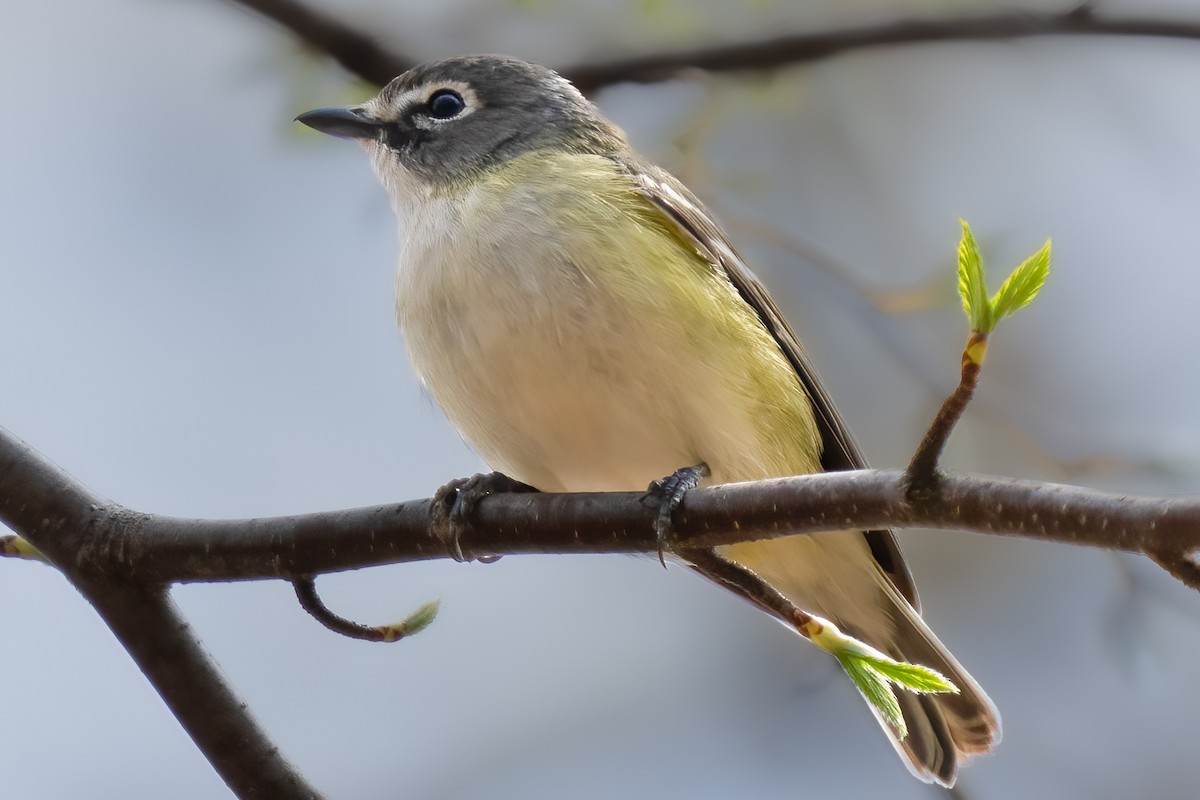 Mavi Başlı Vireo - ML444075921