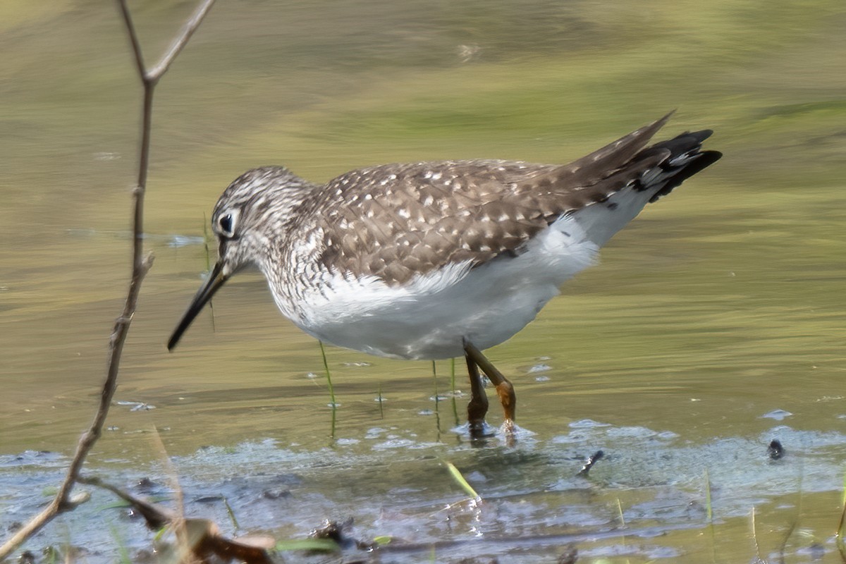 Solitary Sandpiper - ML444076001