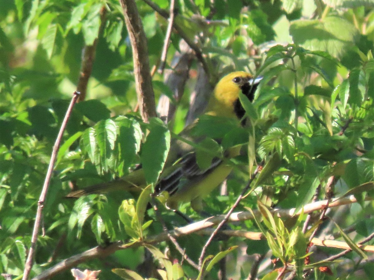 Orchard Oriole - ML444076831