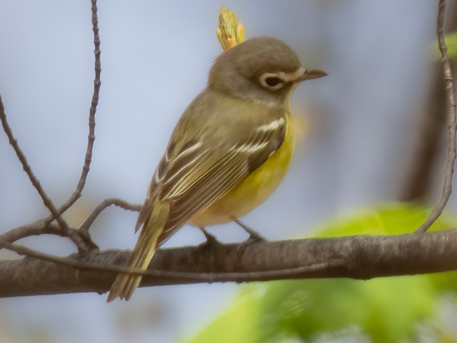 Mavi Başlı Vireo - ML444077271