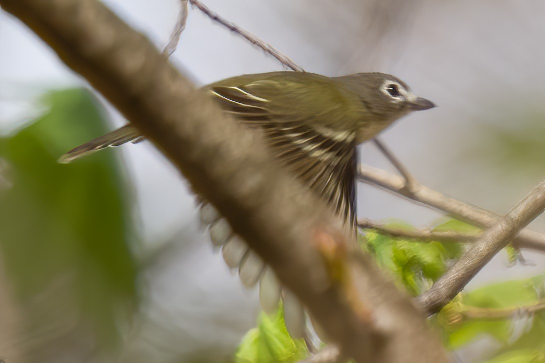 Mavi Başlı Vireo - ML444077281