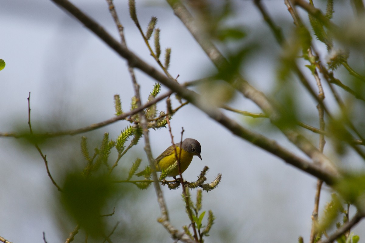 Nashville Warbler - ML444078131