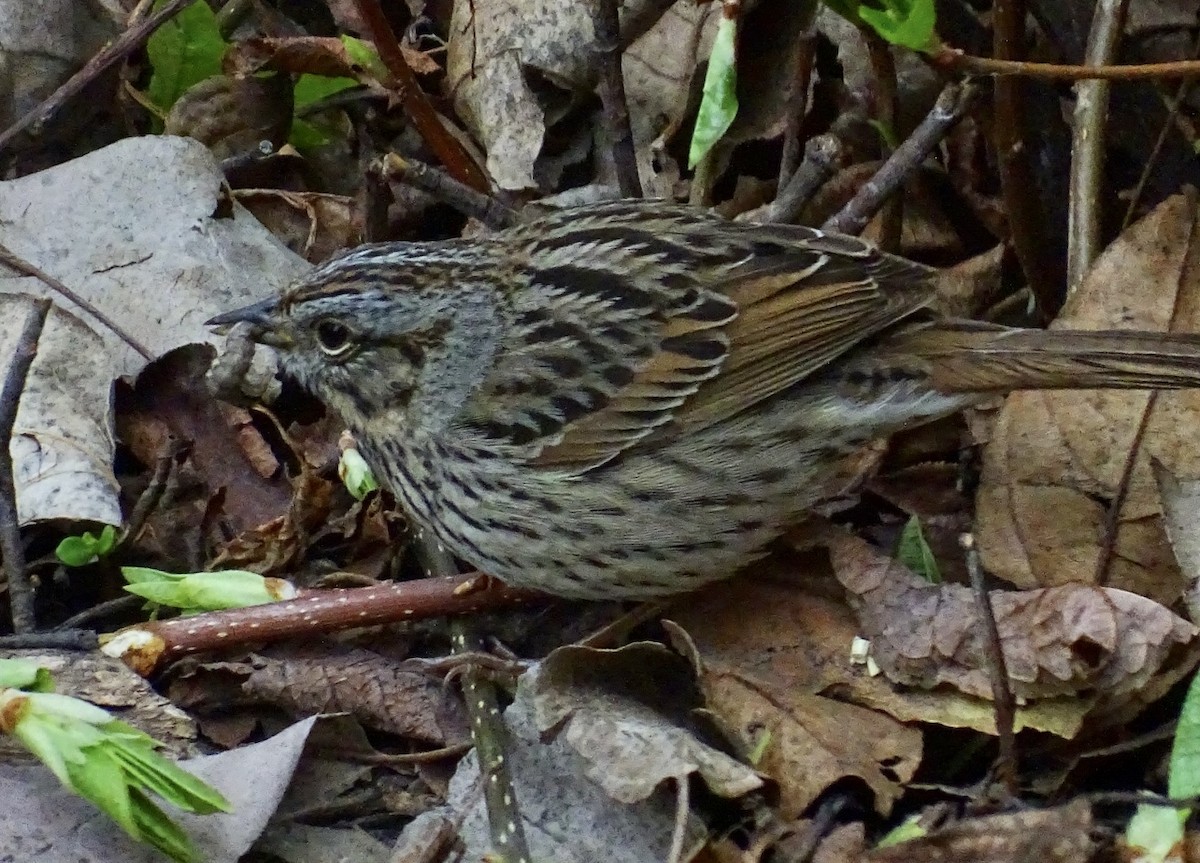 Lincoln's Sparrow - ML444078171