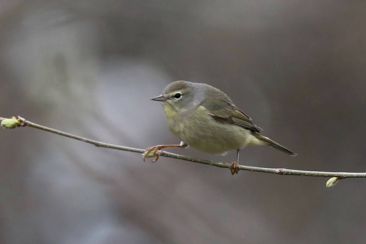 Orange-crowned Warbler - Katie Gooby