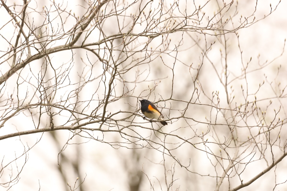 American Redstart - ML444078401