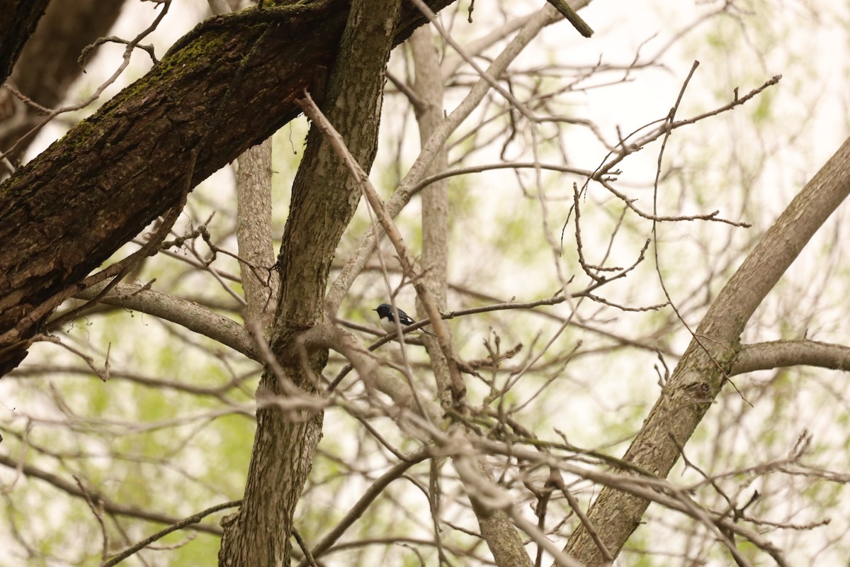 Black-throated Blue Warbler - ML444078421