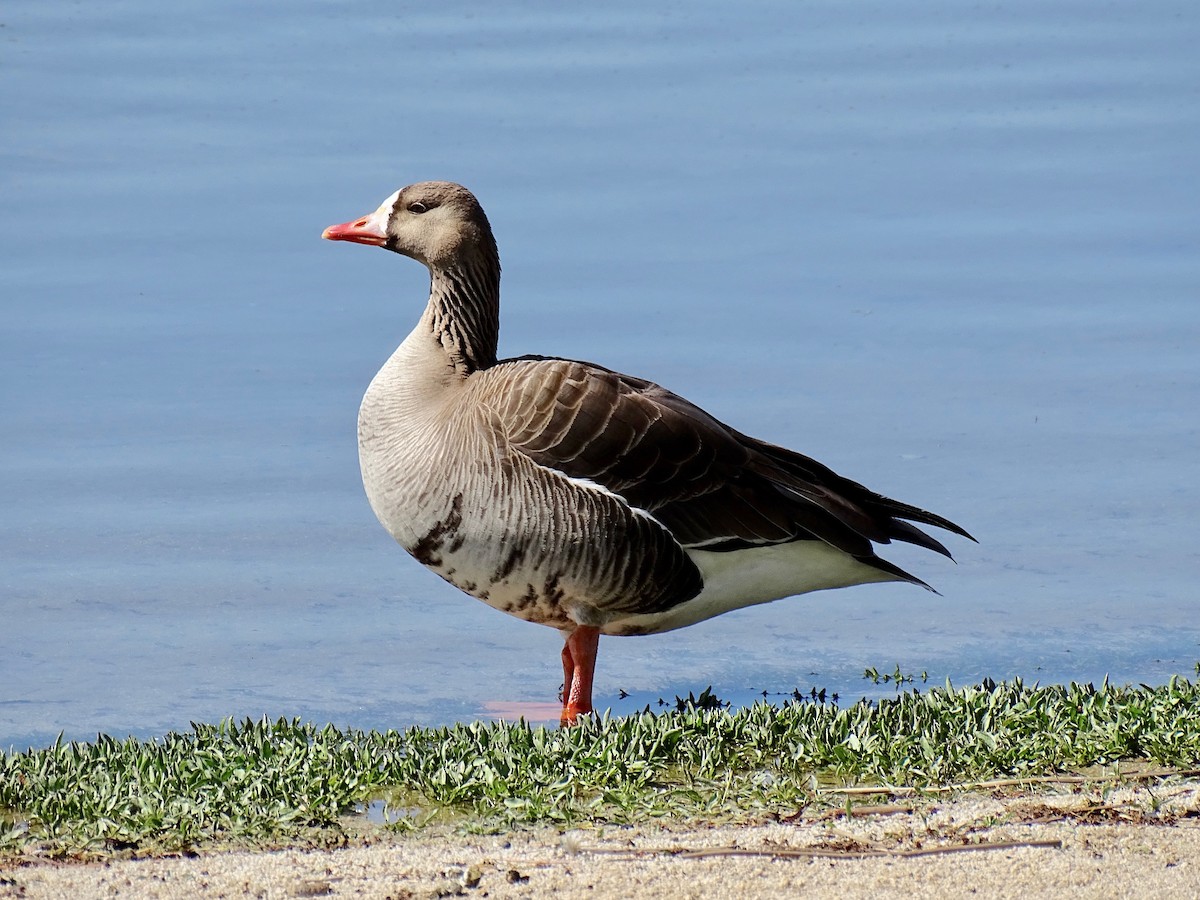 Greater White-fronted Goose - ML444078461
