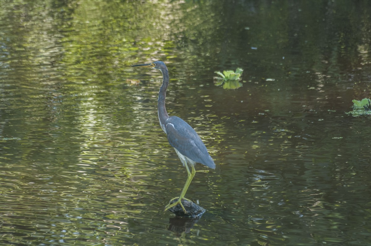 Tricolored Heron - ML44407891