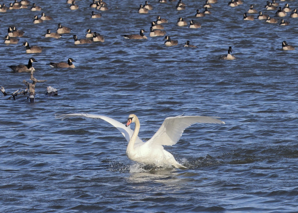 Mute Swan - ML444079121