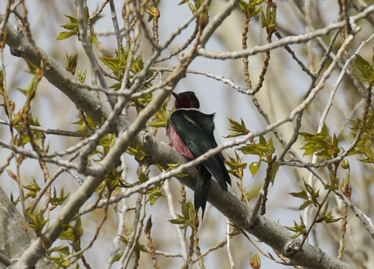 Lewis's Woodpecker - ML444079161
