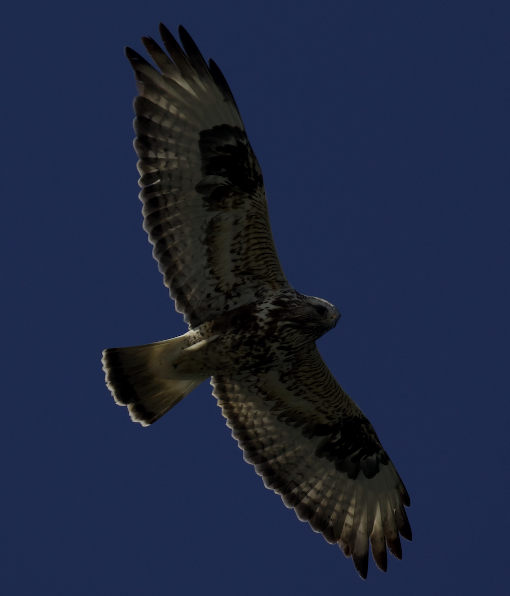 Rough-legged Hawk - ML444079201