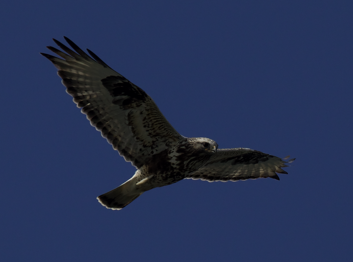 Rough-legged Hawk - ML444079241
