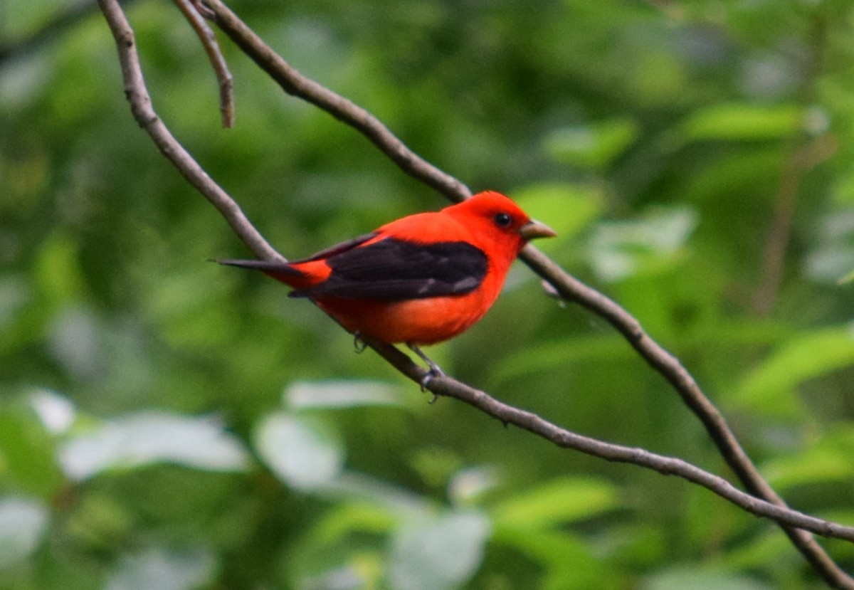 Scarlet Tanager - ML444079631