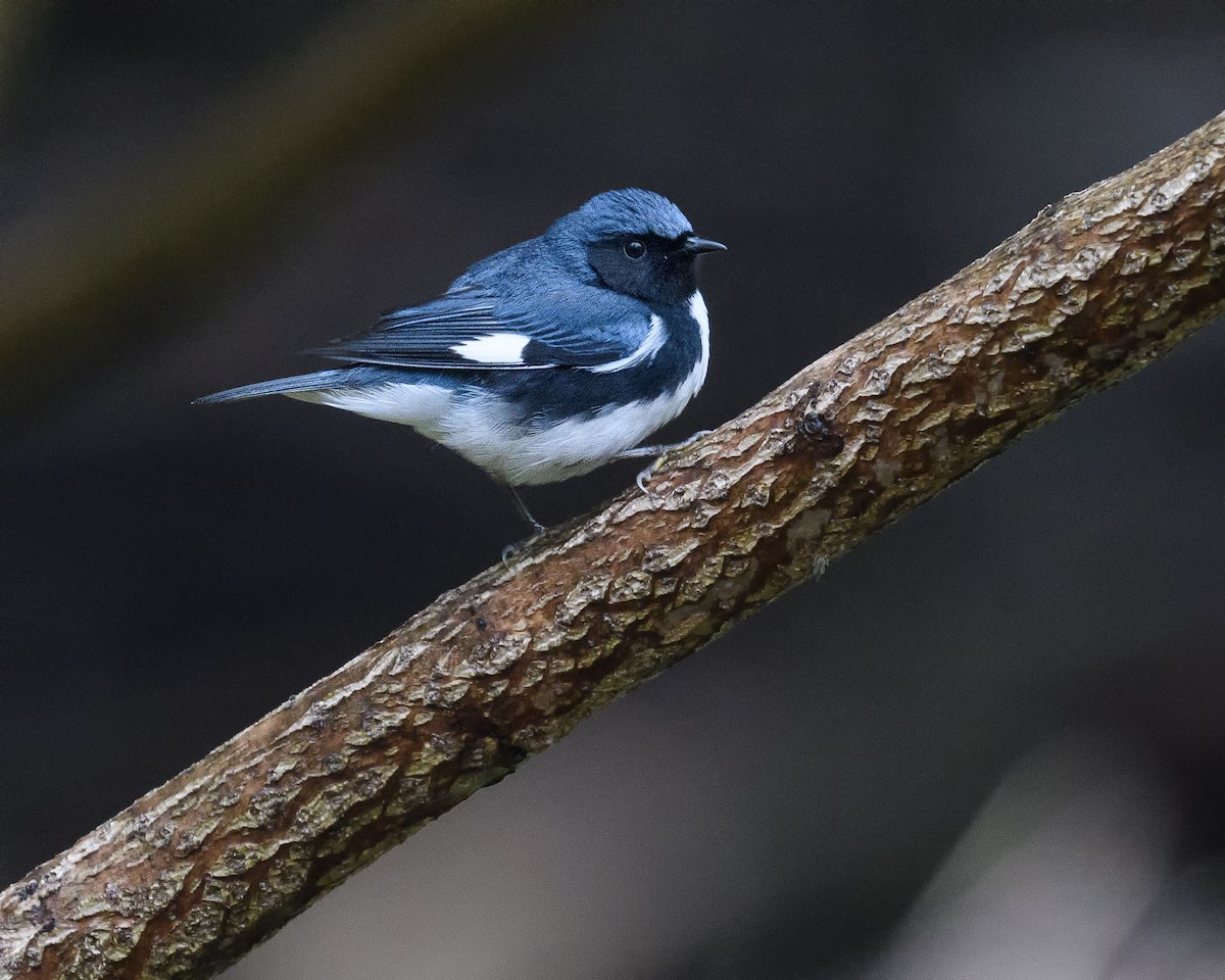 Black-throated Blue Warbler - ML444079641