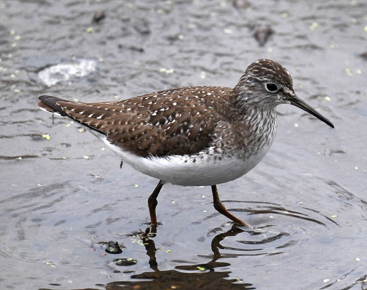 Solitary Sandpiper - ML444080191