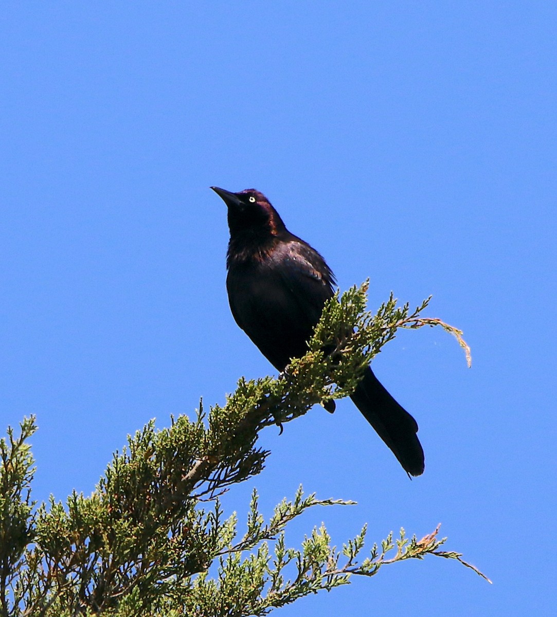 Common Grackle - Lori White