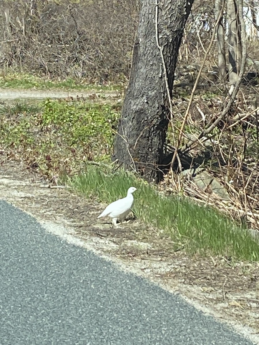 Willow Ptarmigan - ML444083621