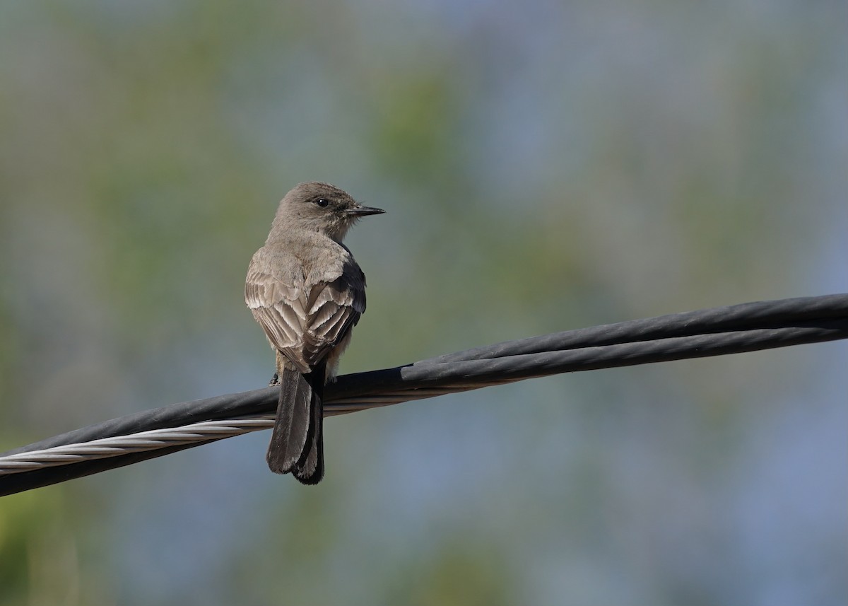 Say's Phoebe - ML444084211