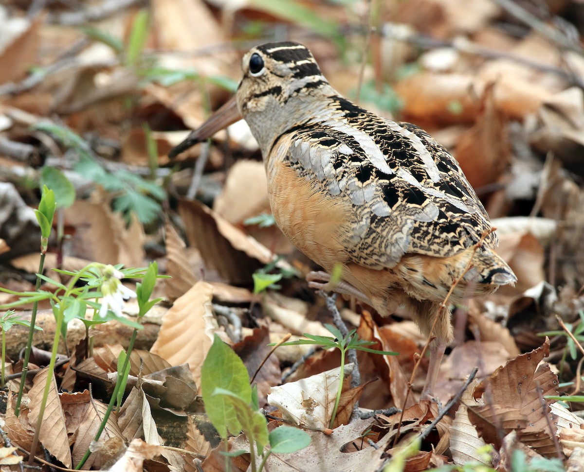 American Woodcock - Laure Wilson Neish