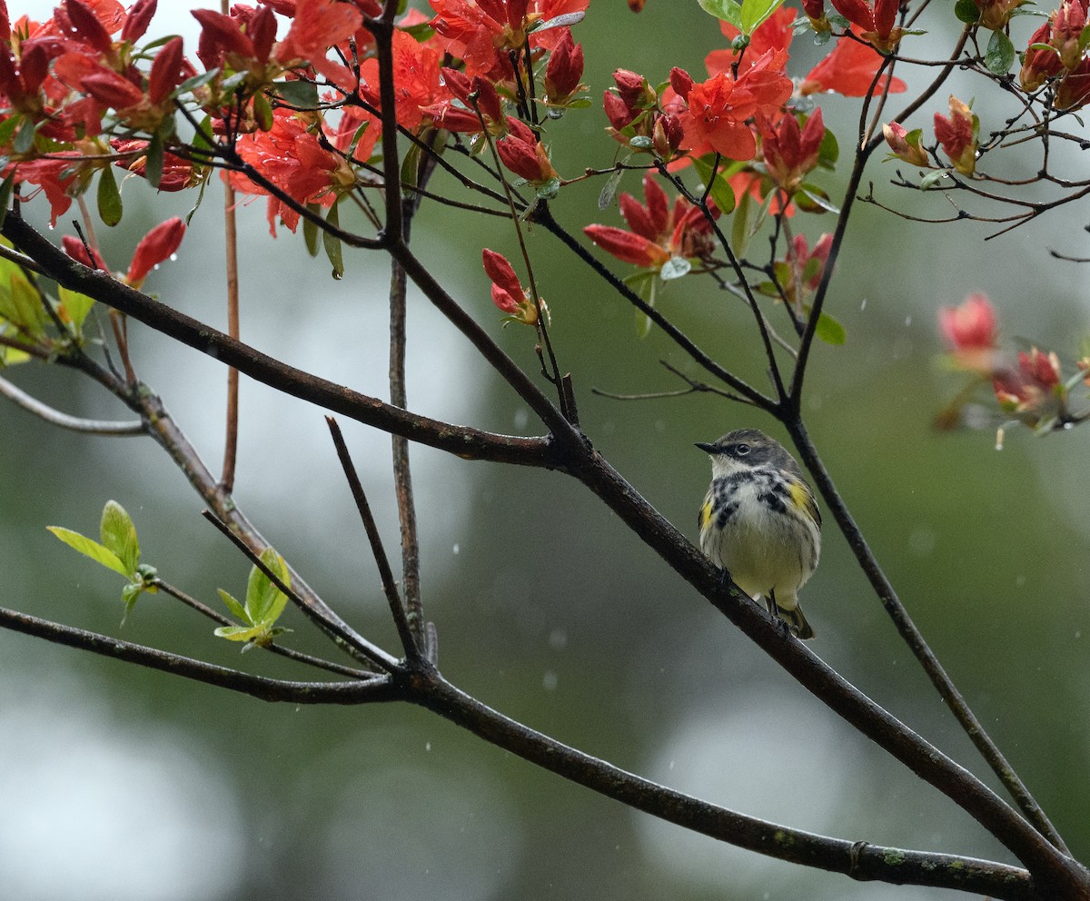 Yellow-rumped Warbler - Tom Warren