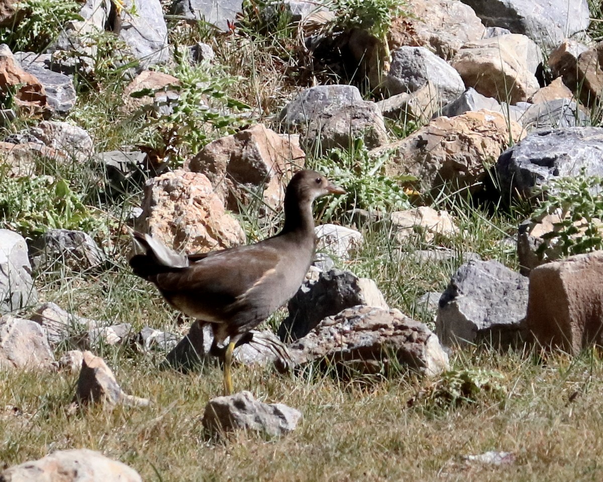 Gallinule poule-d'eau - ML444086821