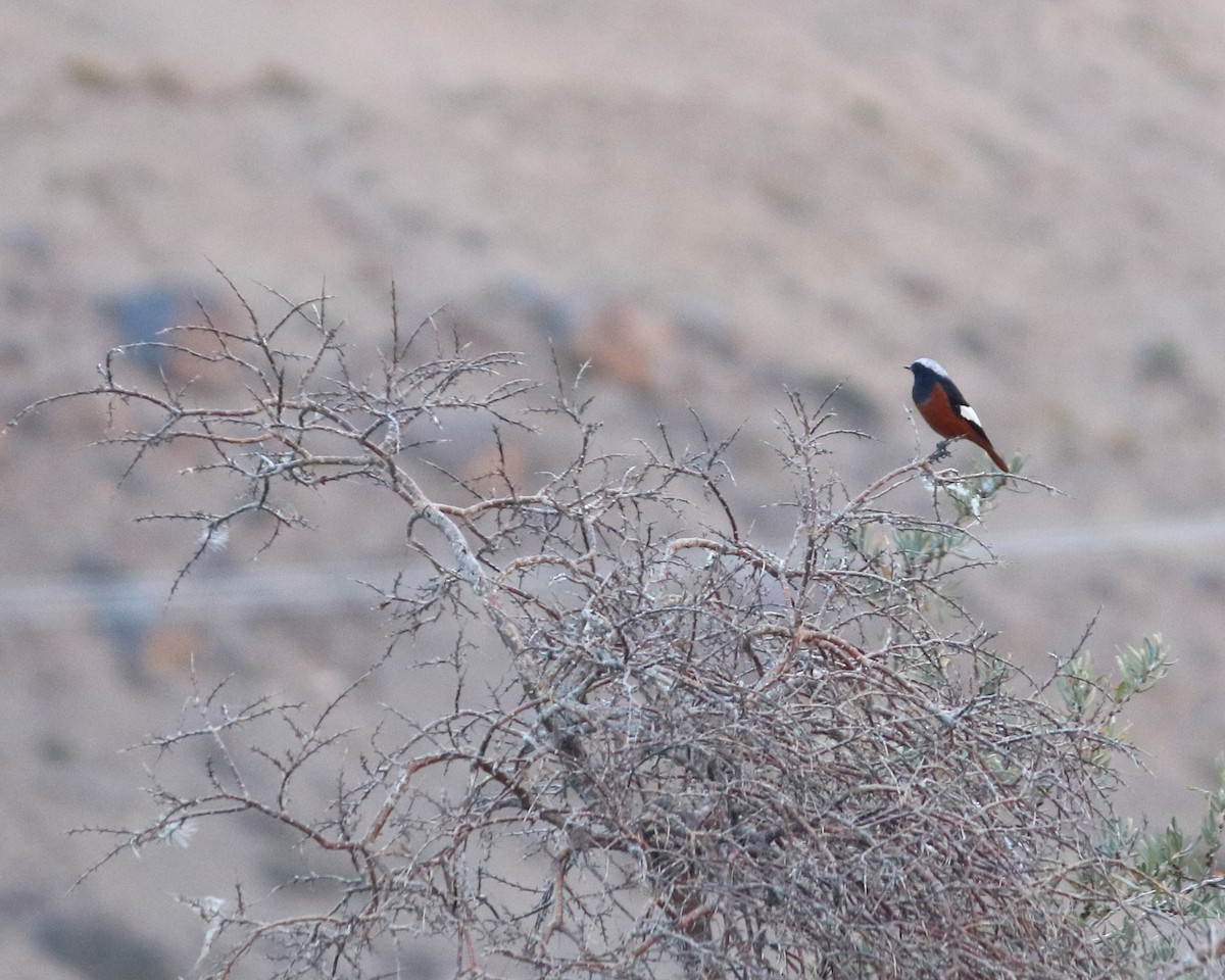 White-winged Redstart - ML444086861