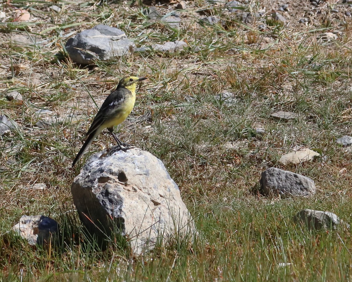 Citrine Wagtail - ML444087021