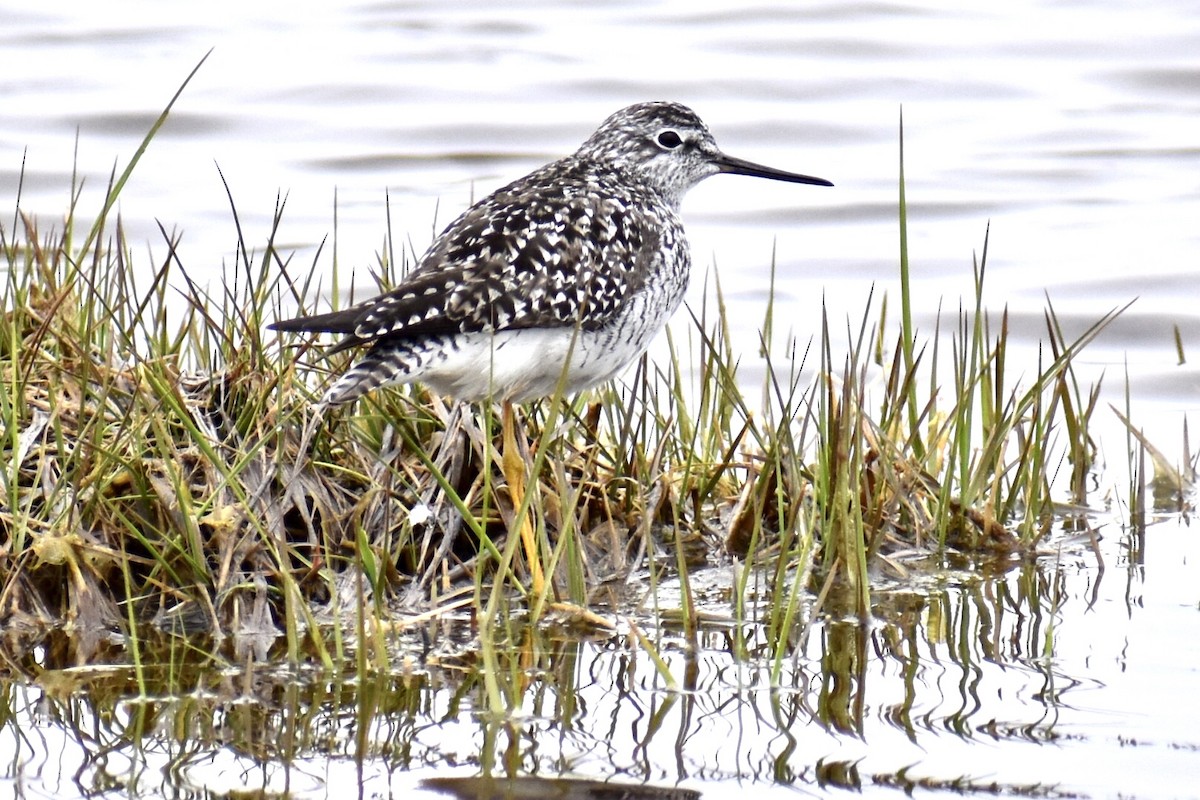 Lesser Yellowlegs - ML444088311