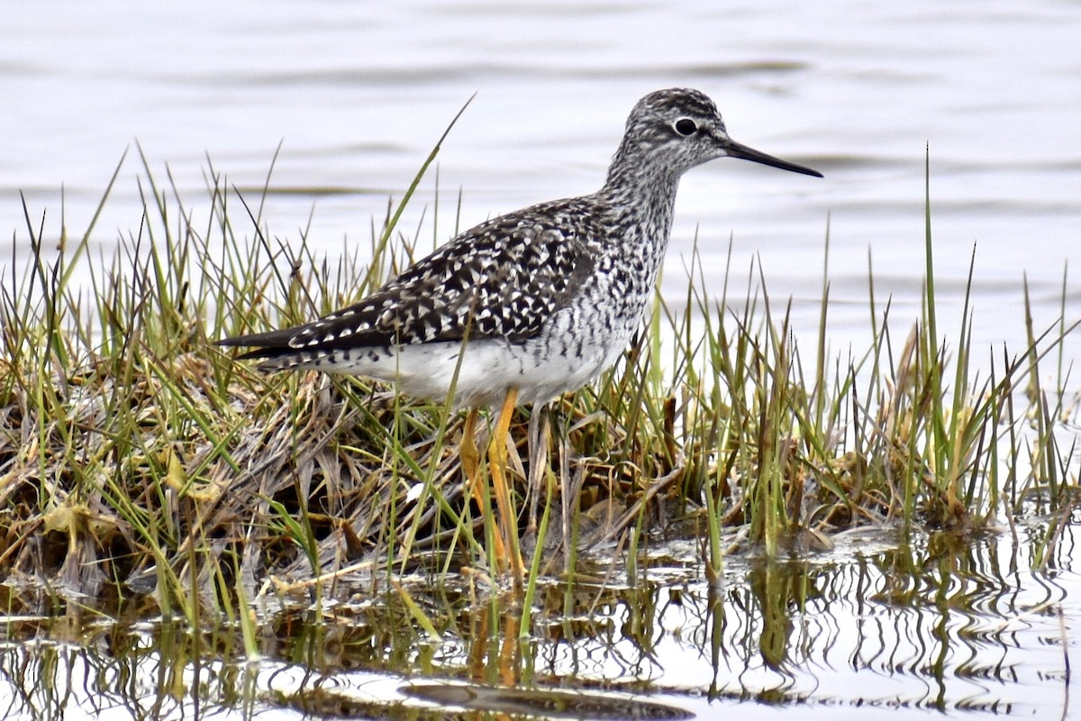 Lesser Yellowlegs - ML444088321