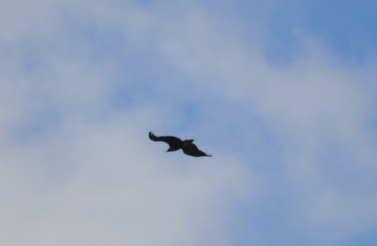 Cinereous Vulture - ML444088651