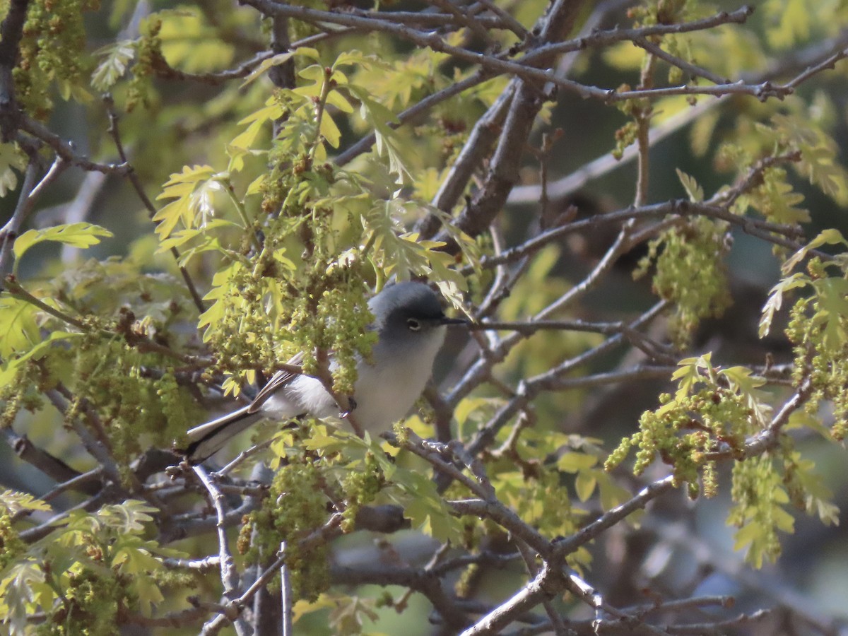 Blue-gray Gnatcatcher - Paul/Bonnie Dickman