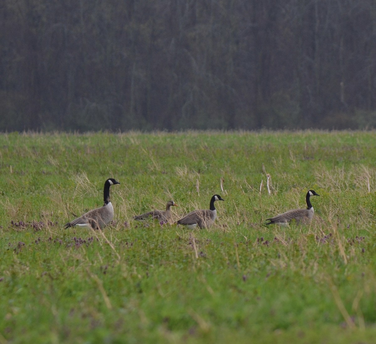 Greater White-fronted Goose - Celeste Morien