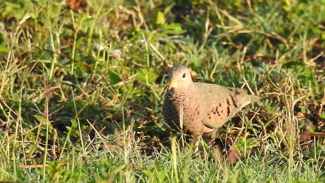 Common Ground Dove - ML444089611