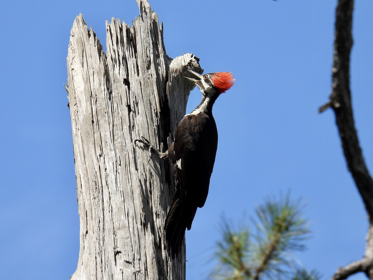 Pileated Woodpecker - ML444090381
