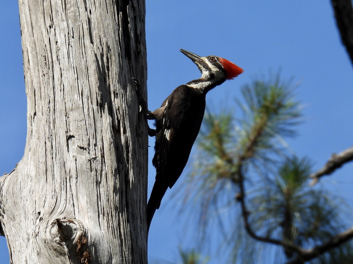Pileated Woodpecker - ML444090411