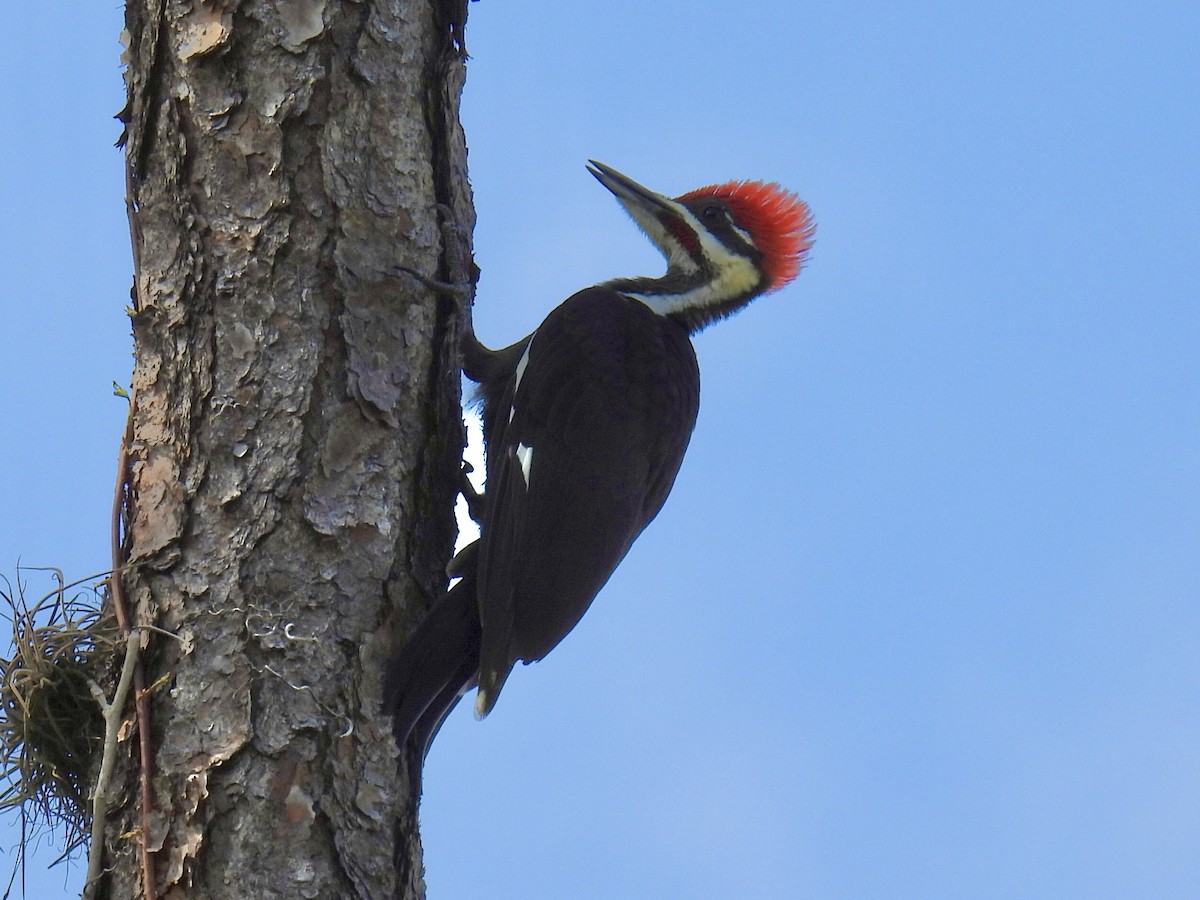 Pileated Woodpecker - ML444090521