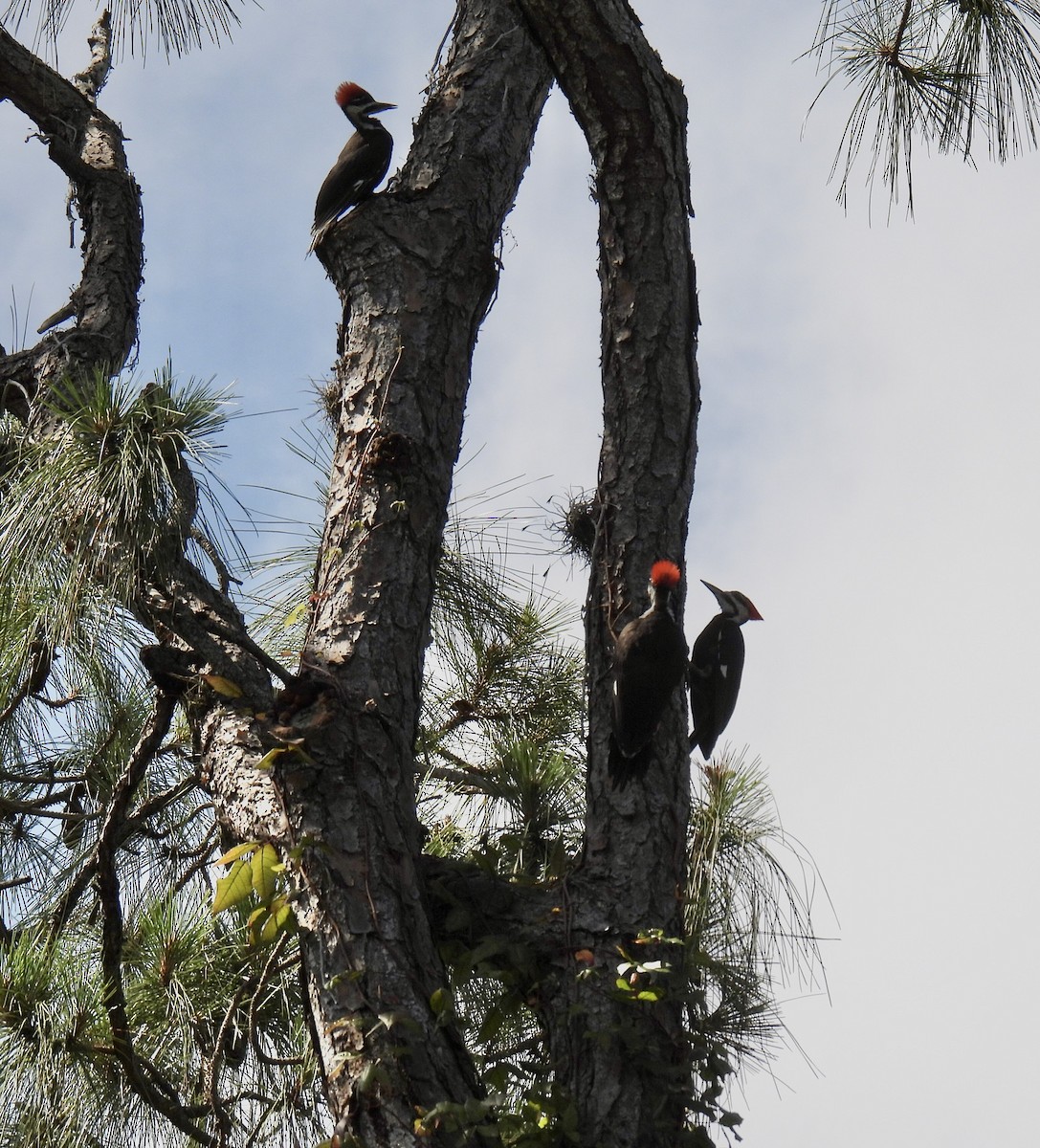 Pileated Woodpecker - ML444090531