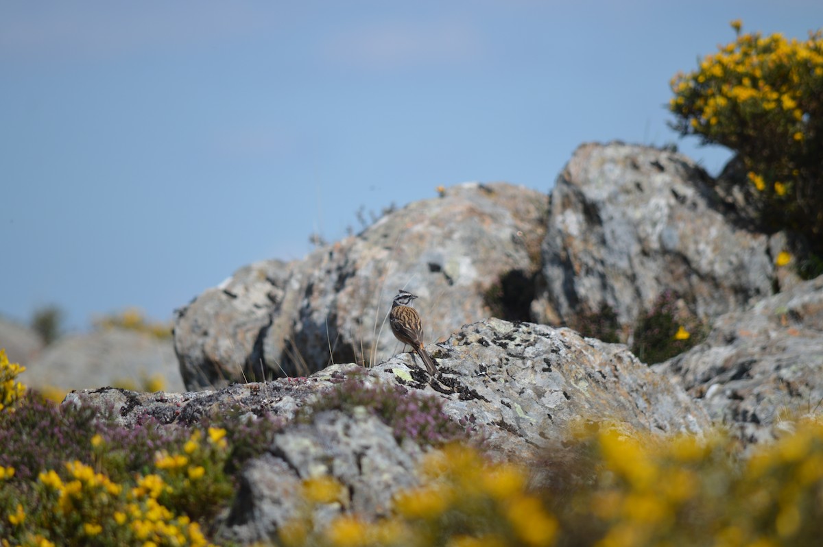 Rock Bunting - ML444090781