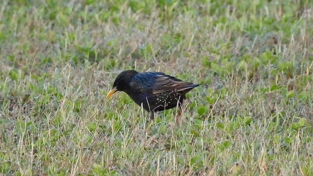 European Starling - ML444090911