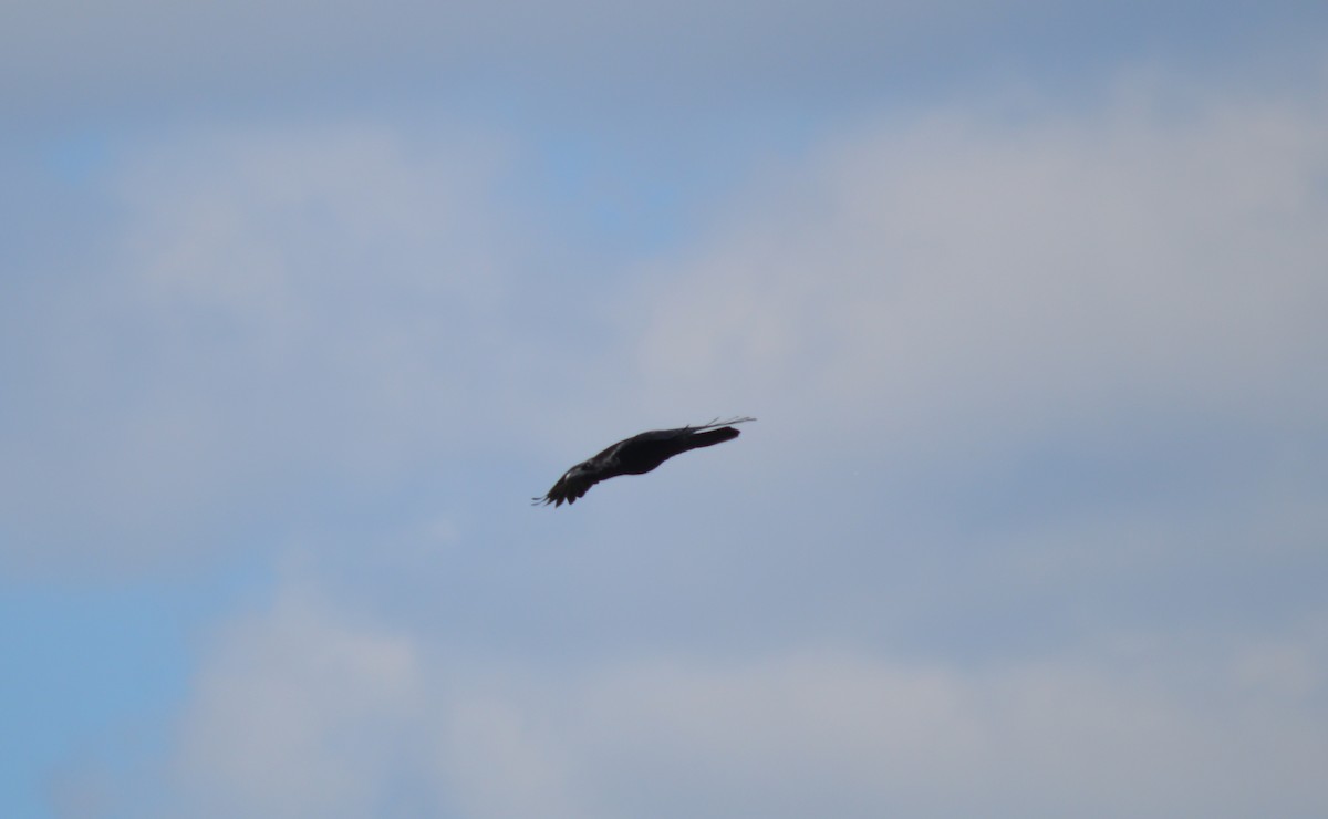 Common Raven - ML444091001