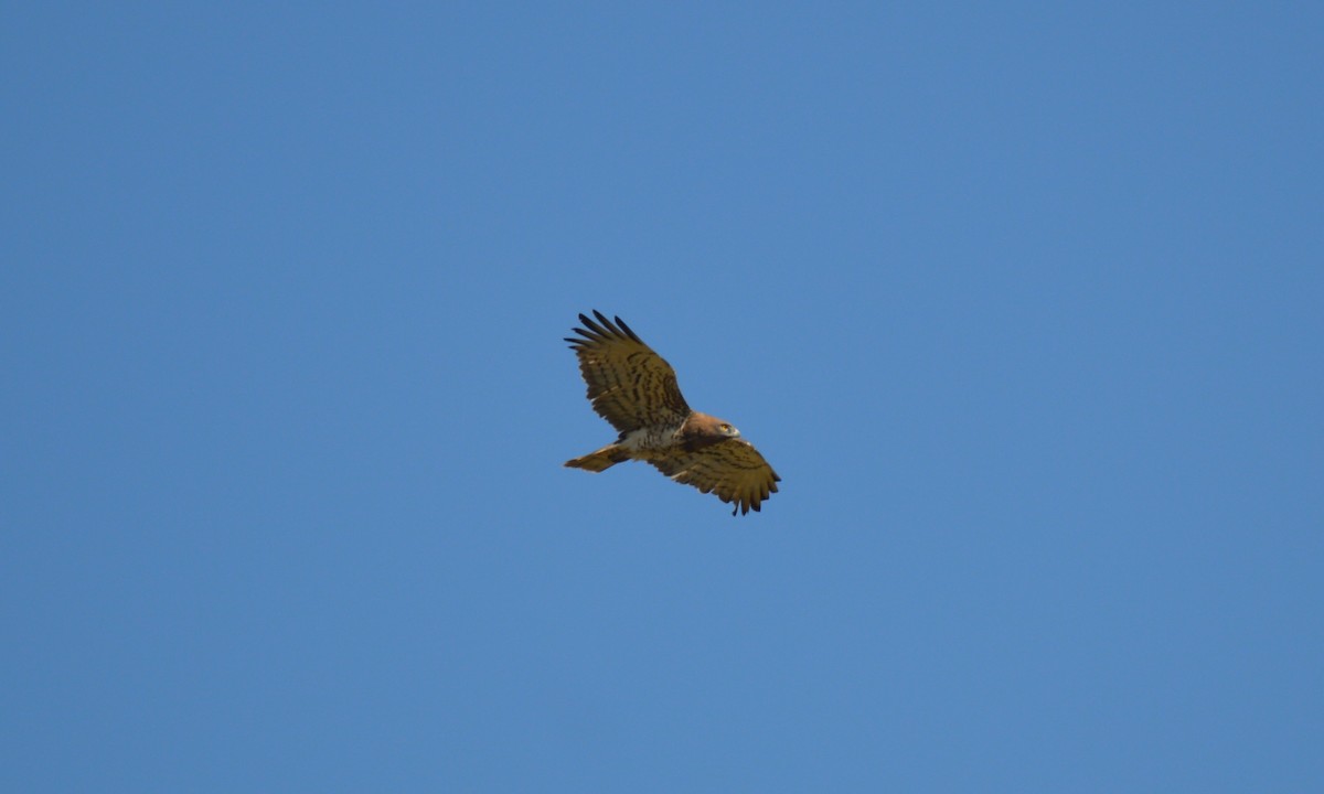 Short-toed Snake-Eagle - ML444091741