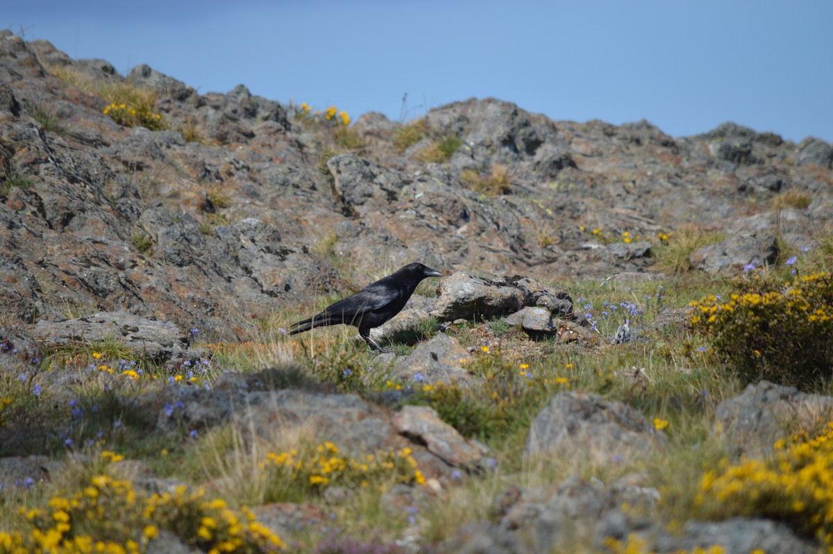 Carrion Crow - ML444092411
