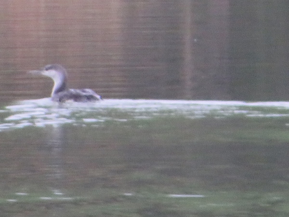 紅喉潛鳥 - ML444092771