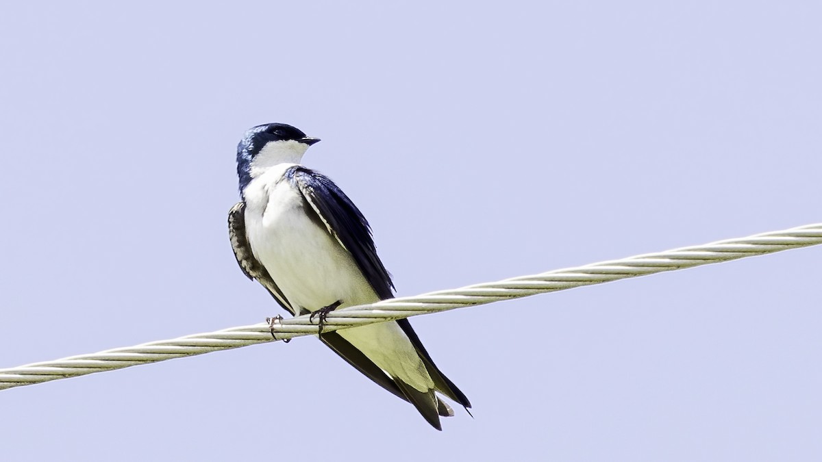 Tree Swallow - ML444092781