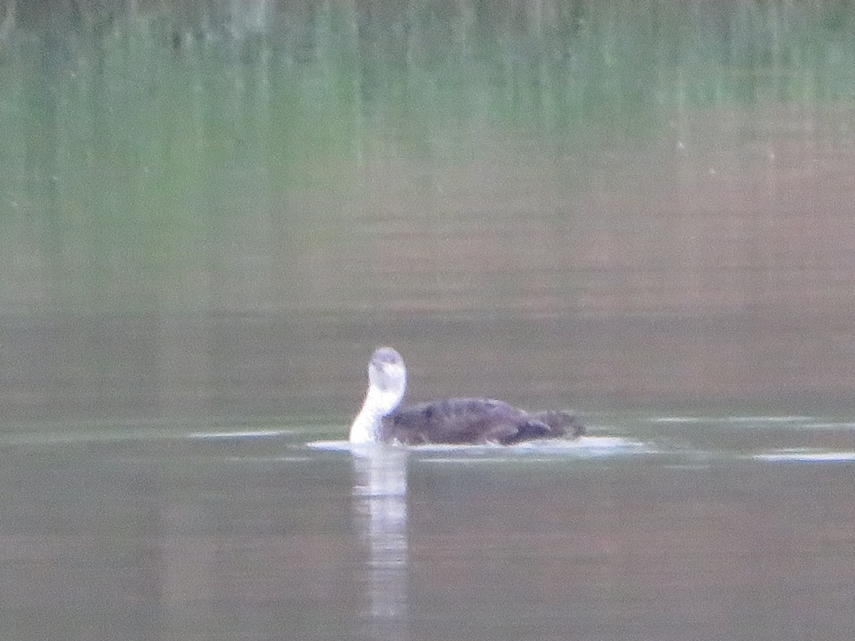 紅喉潛鳥 - ML444093161