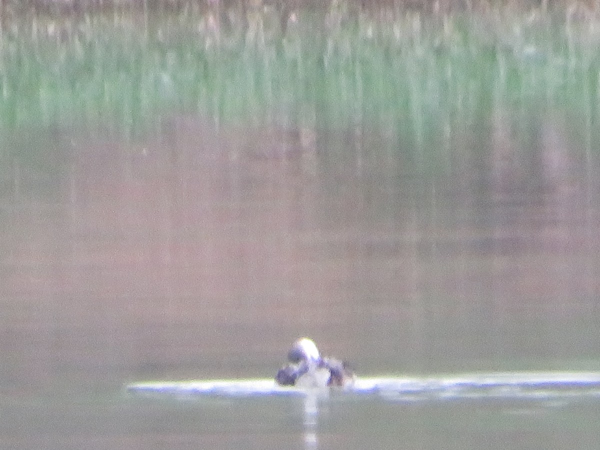 紅喉潛鳥 - ML444093611