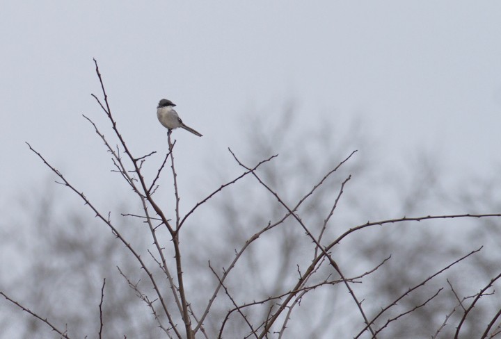 Loggerhead Shrike - ML444093651