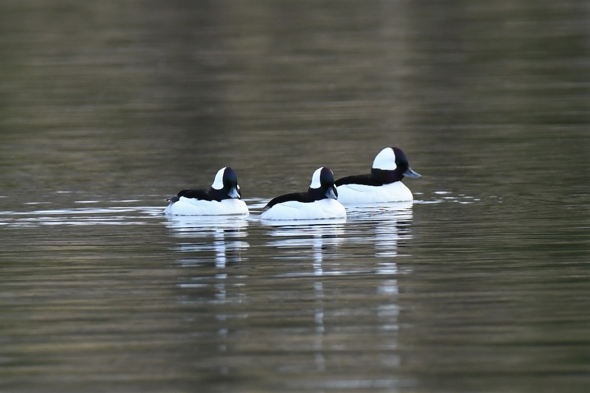 Bufflehead - ML444095501