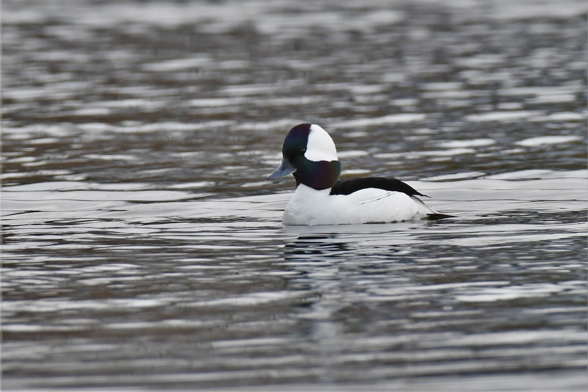 Bufflehead - ML444095551