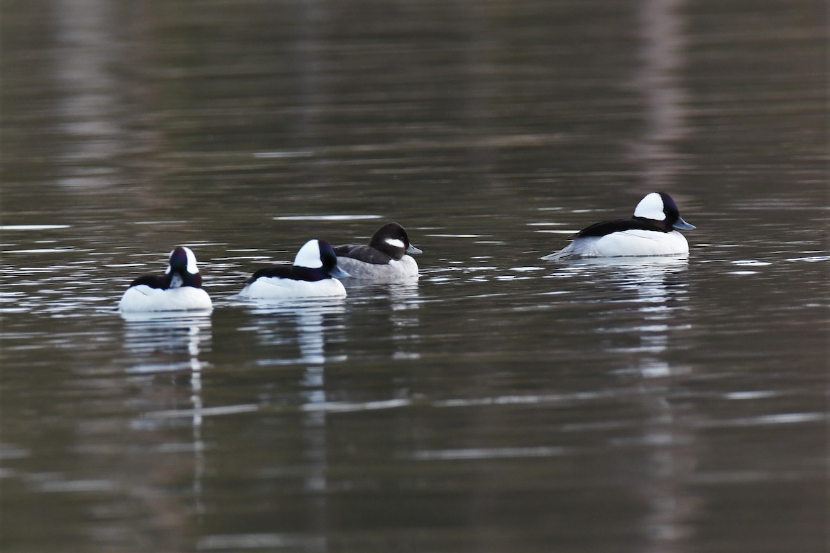 Bufflehead - ML444095621